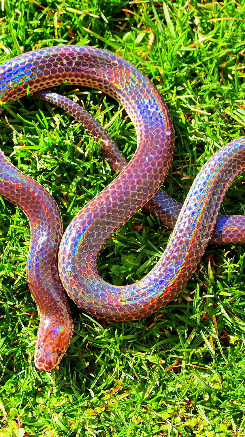 Sunbeam snake, Myanmar, southern China, Philippines, green grass, holographic, amazing, skin, tourism, Animals, rainbow snakes HD phone wallpaper