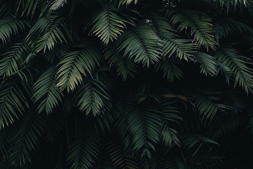 Tropikal Orman, tropikal orman bilgisayarı HD duvar kağıdı