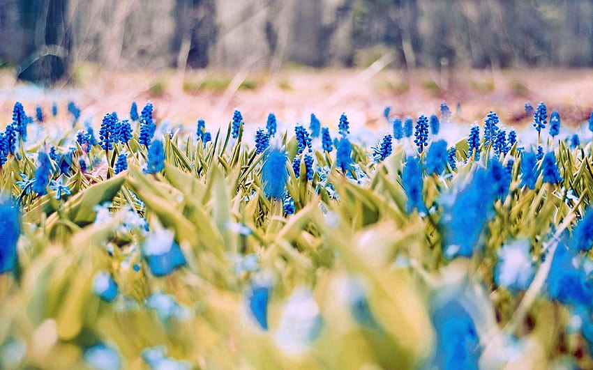 3 Пролет, фонове, ранни пролетни цветя HD тапет