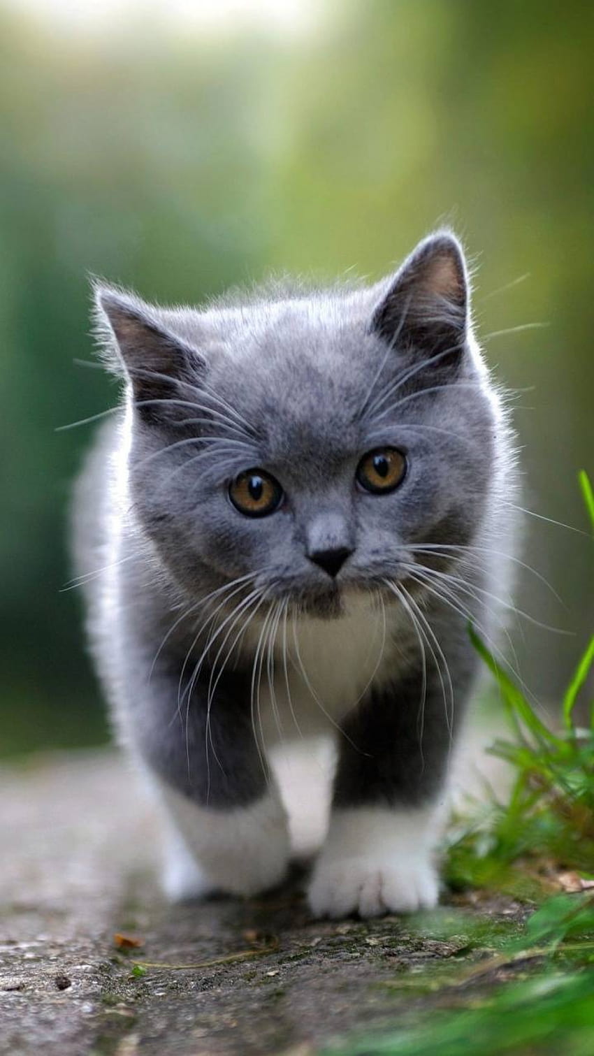 Gray cat by Queen_Courtney HD phone wallpaper