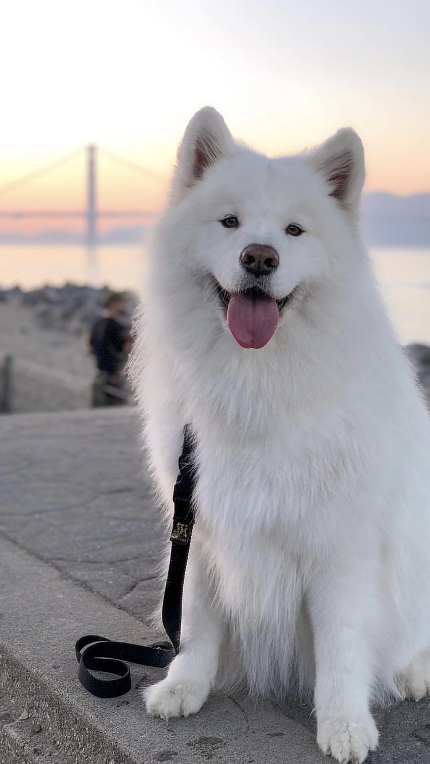Husky Big White Fluffy Dog, furry dogs HD phone wallpaper
