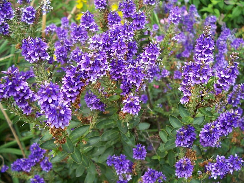 Hebe Shrubs: How to Grow, Care and Maintain Successfully HD wallpaper