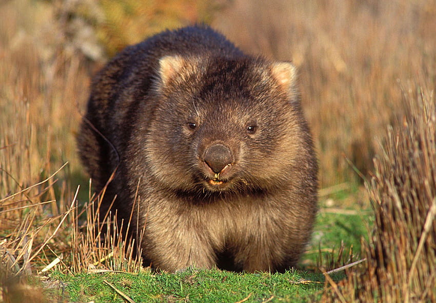 Wombat (Character) – aniSearch.com