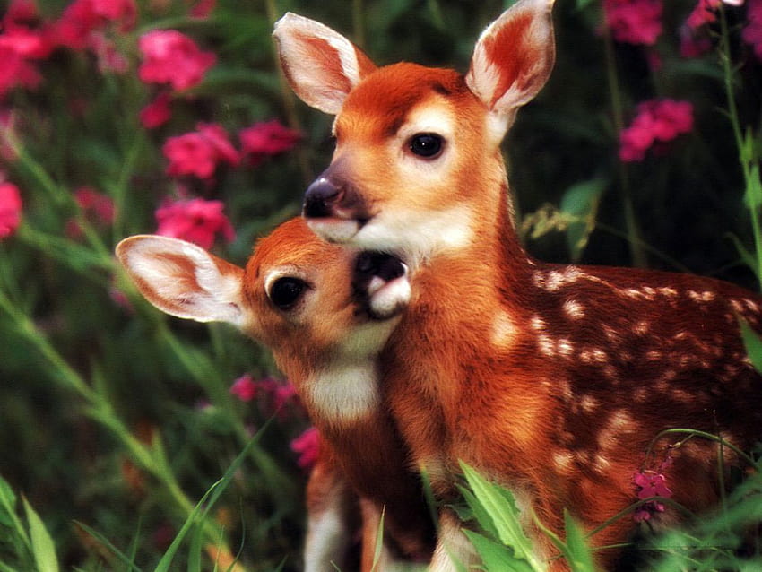 Deer baby animal HD wallpapers | Pxfuel