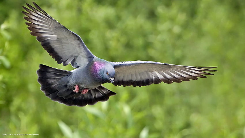 latający ptak gołąb szerokoekranowy / tła ptaków Tapeta HD