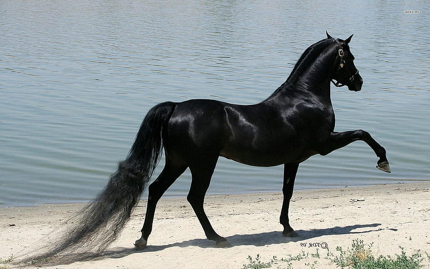 Величествен черен кон, кобила HD тапет