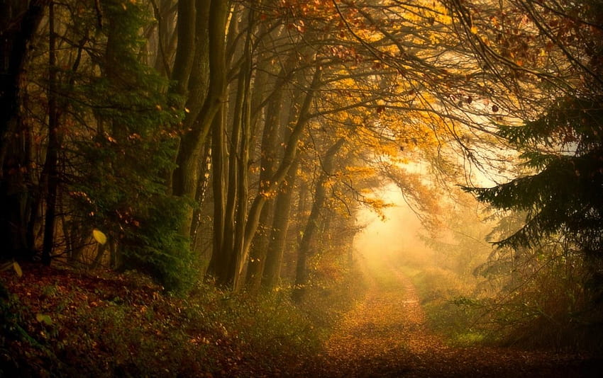Fall, Forest, Mist, Nature, Landscape /, misty autumn forest path HD ...