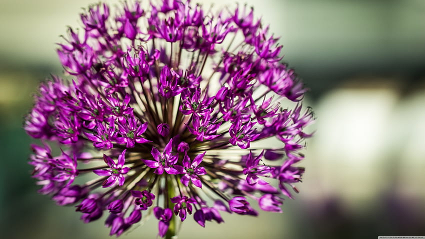 Allium Aflatunense Flower ❤ for Ultra, allium flowers HD wallpaper