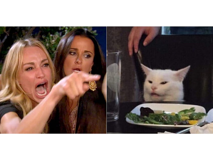 Frau schreit Katze an: Wie Smudge the Cat zum besten Meme des Jahres 2019 wurde HD-Hintergrundbild