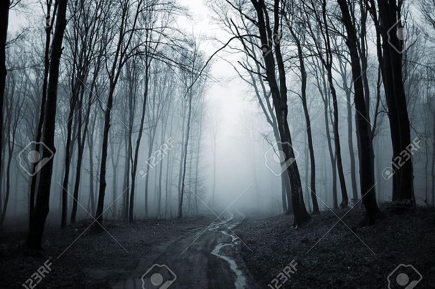 Дъждовна нощ в гората, дъждовна мъглива гора HD тапет