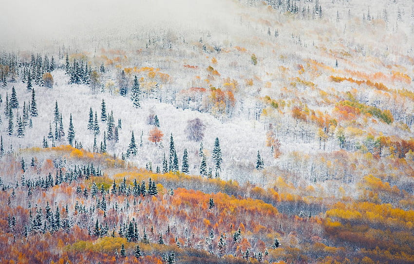 forest, trees, Alaska, forest, change sezona, Fairbanks , section пейзажи HD wallpaper