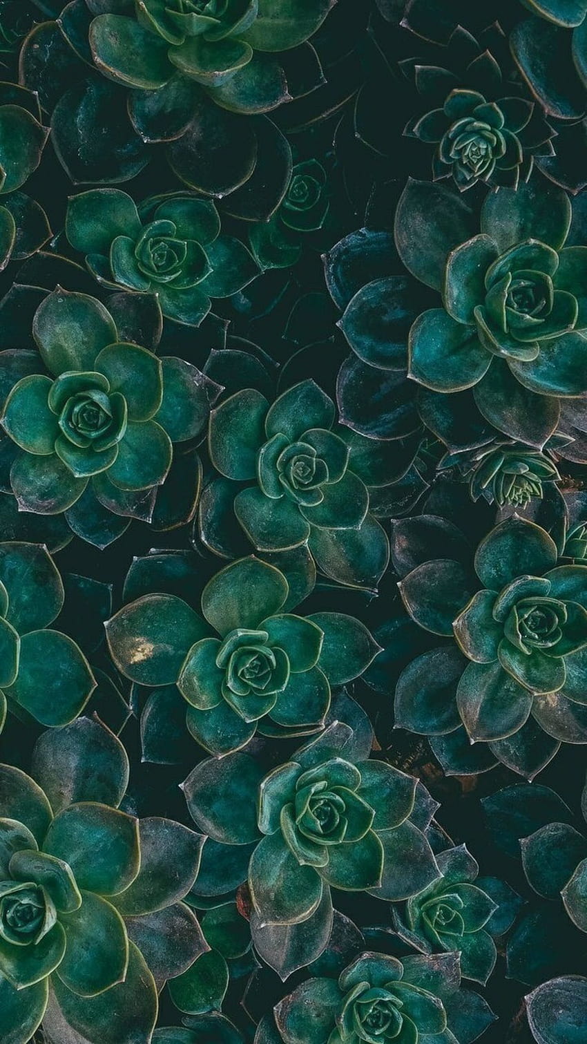 about aesthetic in Nature by Jelena, green stuff HD phone wallpaper