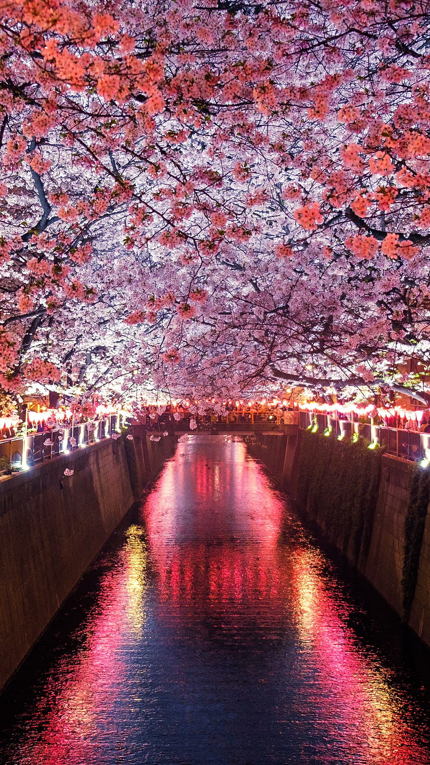 Sakura, Spring, Nature, vertical spring HD phone wallpaper