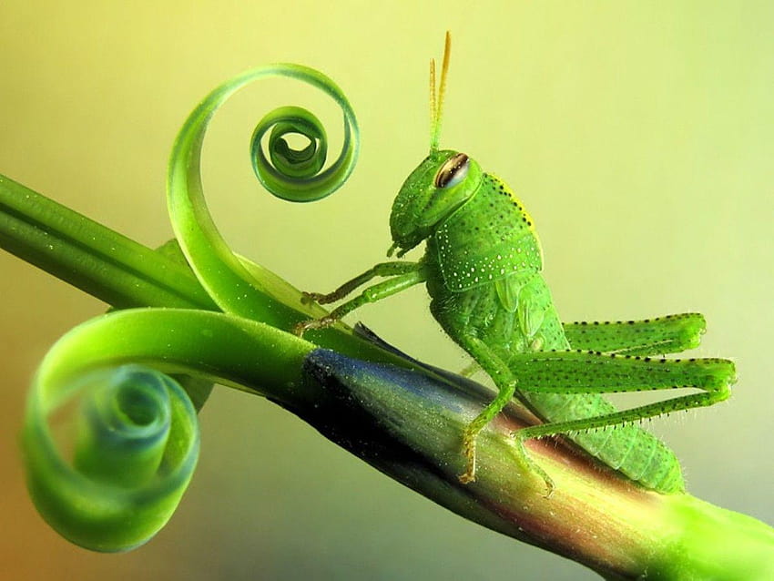 Bugs: Green Hungry Nature Bus Macro Insect Grasshopper Best HD wallpaper