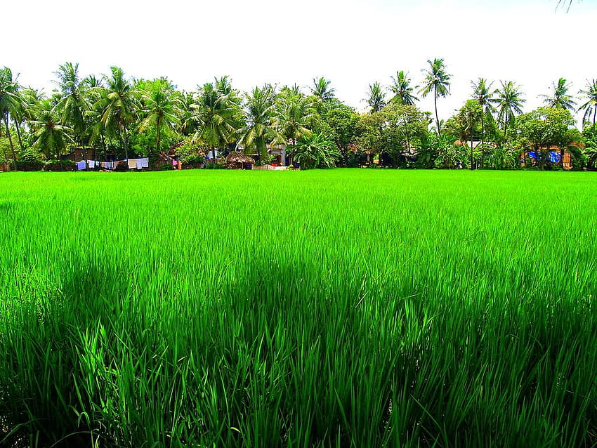 Campo de arroz, campo de arroz verde fondo de pantalla