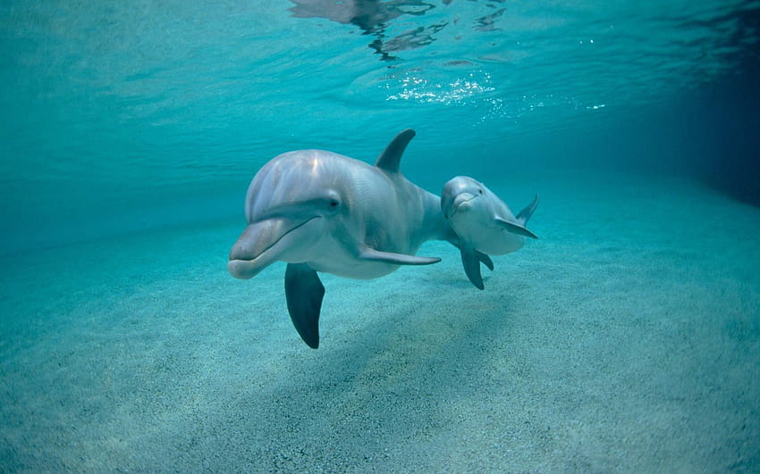 of dolphins HD wallpaper
