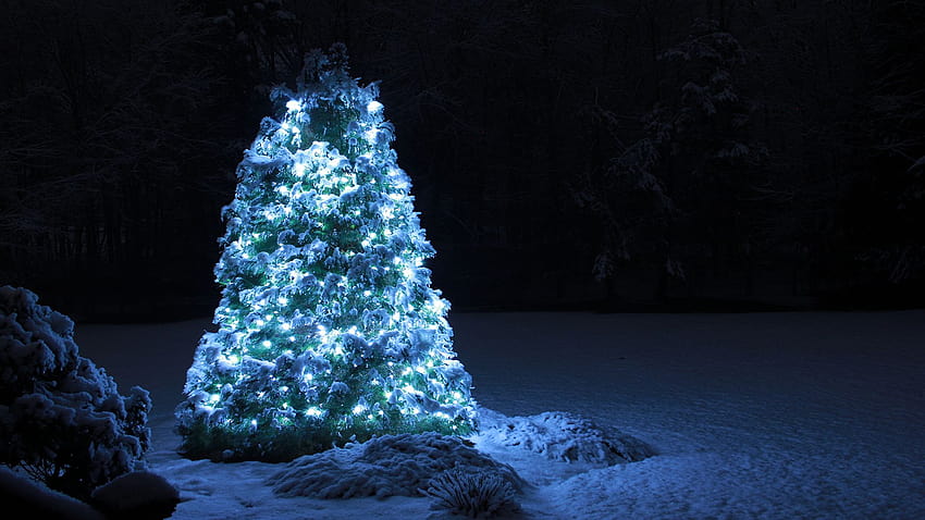 Outdoor Christmas Tree, christmas tree 1920x1080 HD wallpaper | Pxfuel