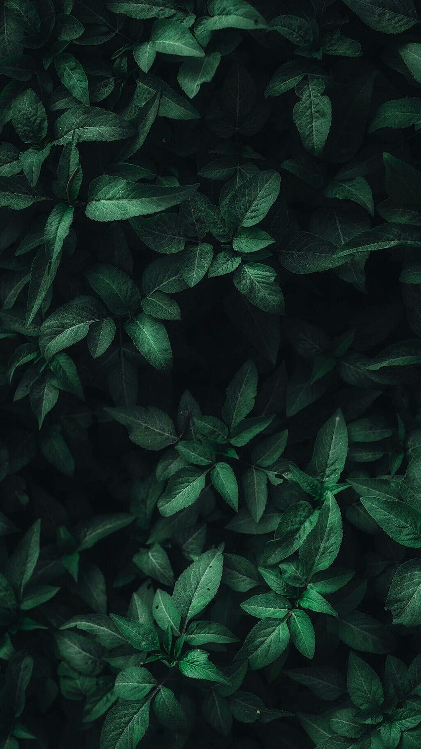 Hojas de color verde oscuro, hojas estéticas. fondo de pantalla del teléfono