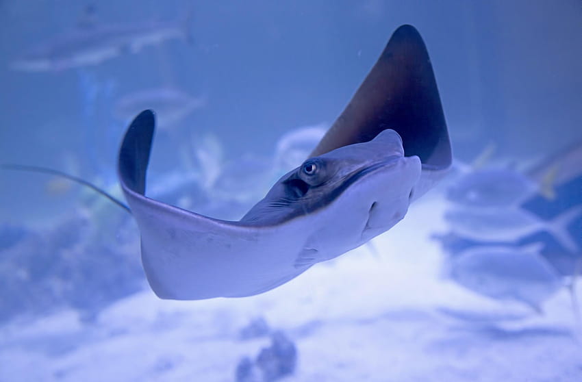 HD wallpaper photography of sting ray gray stingray underwater aquarium   Wallpaper Flare