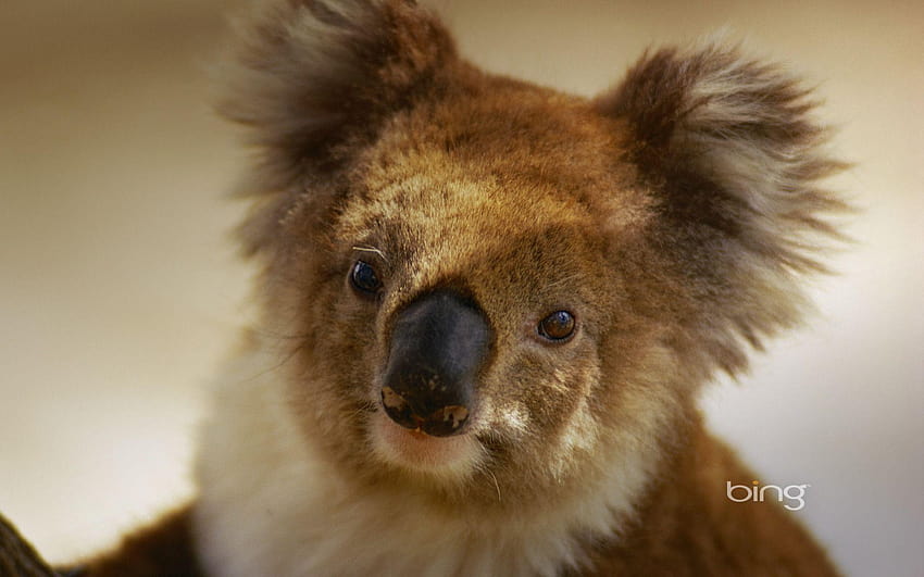 Australischer Nationalschatz, naiver Koala HD-Hintergrundbild
