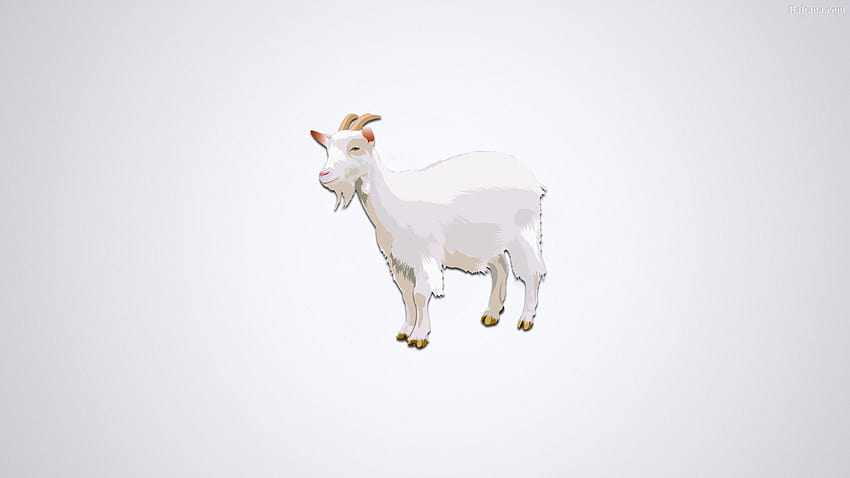 Goat 29818, white goat HD wallpaper