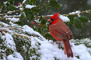 Merry Christmas  Cardinals wallpaper, Arizona cardinals wallpaper