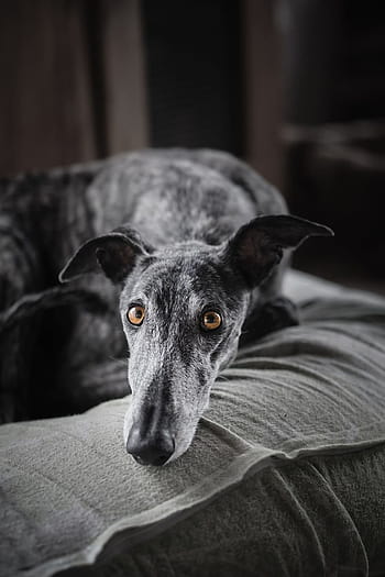 Greyhound, Dog Anatomy HD wallpaper | Pxfuel