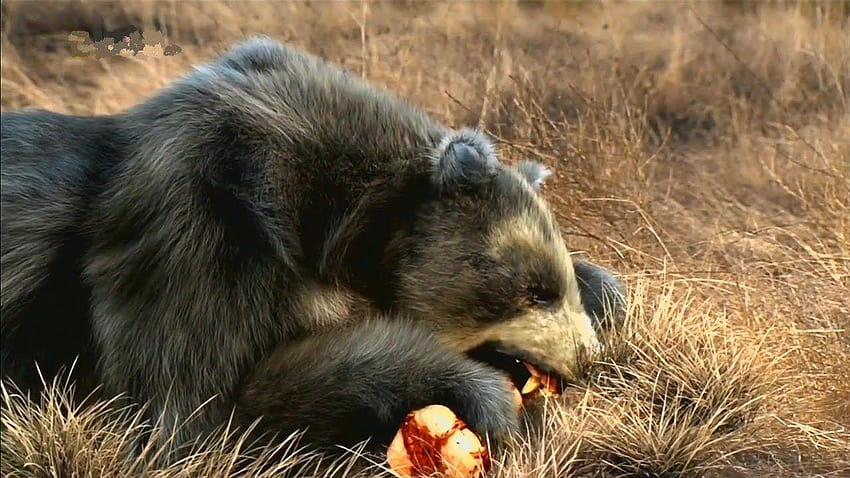 grizzly black bear hybrid