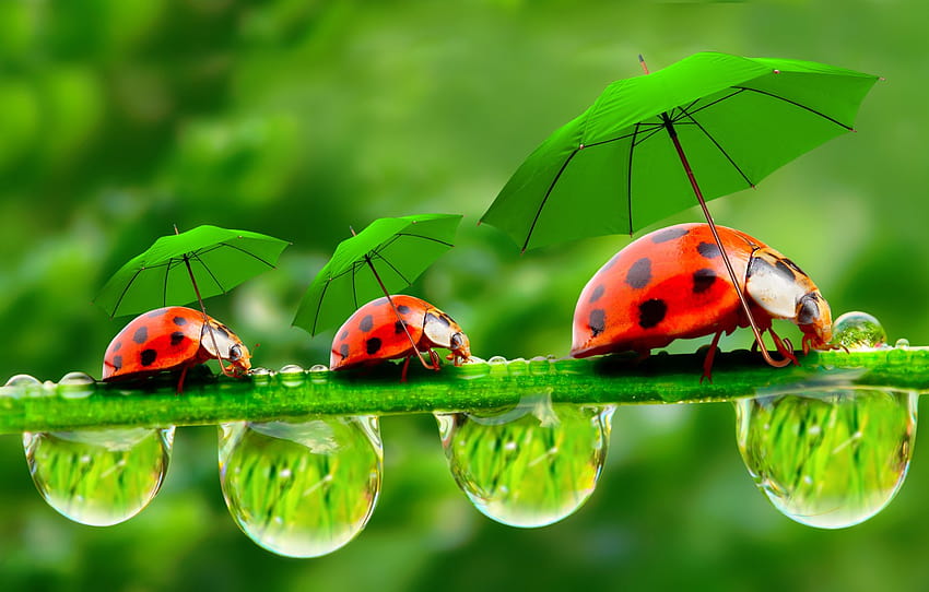 droplets, umbrellas, ladybugs, a blade of grass, dewdrops , section животные HD wallpaper