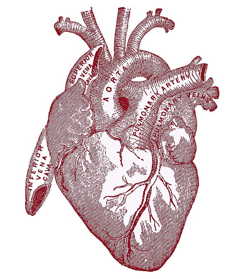 6 Anatomical Heart !, heart anatomy HD phone wallpaper