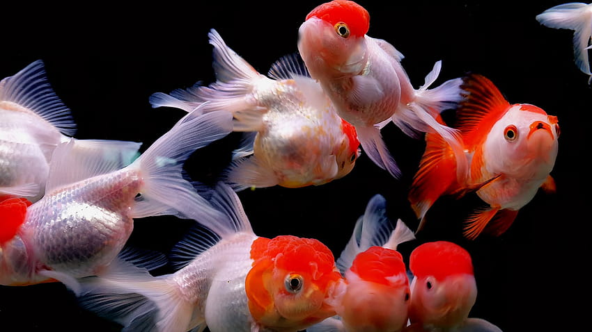 Rotkappen-Oranda-Goldfisch HD-Hintergrundbild