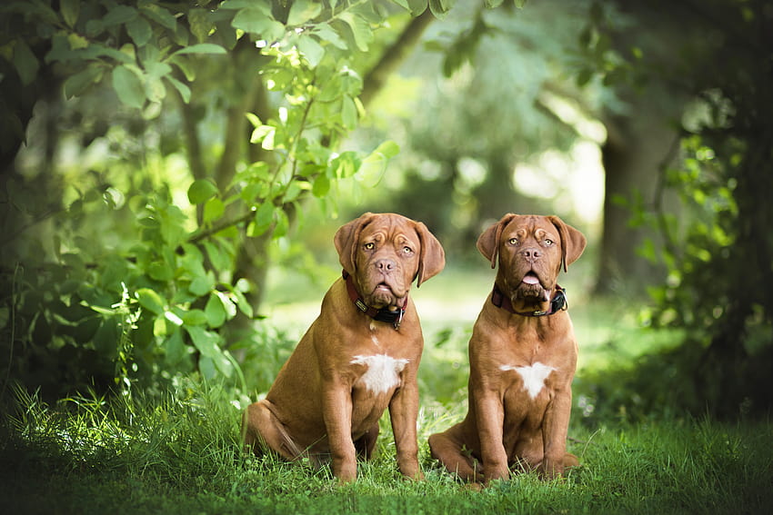 Dogue De Bordeaux Ultra, french mastiff HD wallpaper