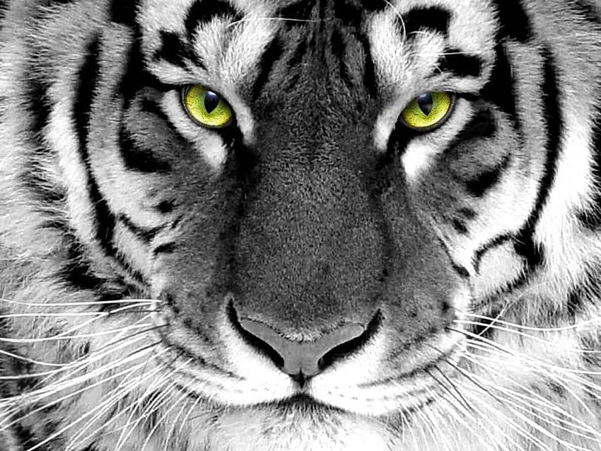 Weiße Tiger HD wallpaper