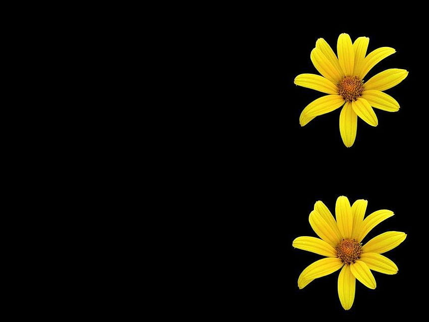 Flores: Border Yellowx Right Black Flower Yellow New for, preto e amarelo papel de parede HD