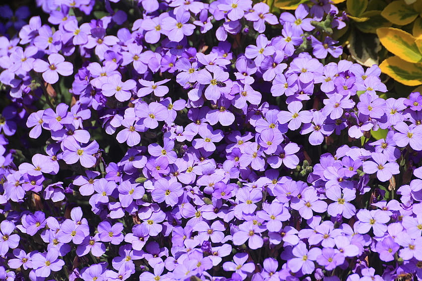 Purple petaled flowers, purple aubrieta flowers HD wallpaper | Pxfuel