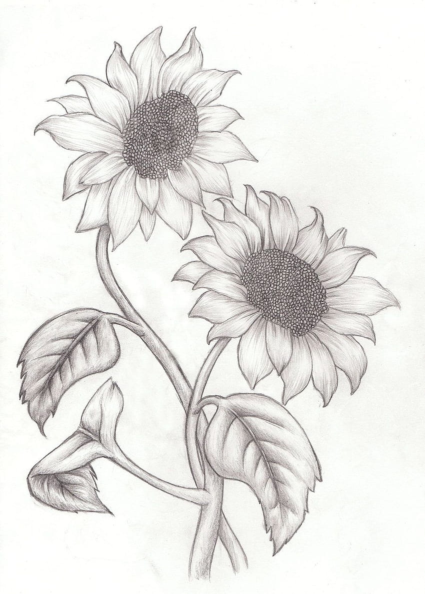Sunflower Drawing || Flower drawing and shading with pencil || How to draw  sunflower - YouTube