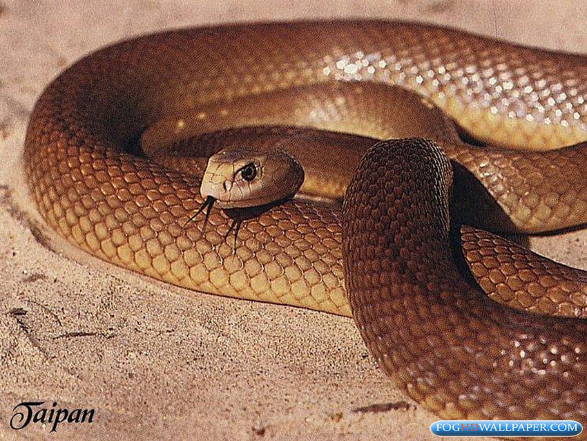 Inland-Taipan-Schlangen HD-Hintergrundbild