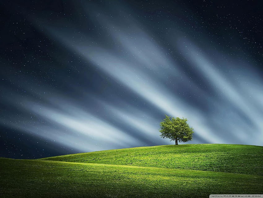 Lone Tree Ultra Backgrounds for U, lonely tree with lights HD wallpaper |  Pxfuel