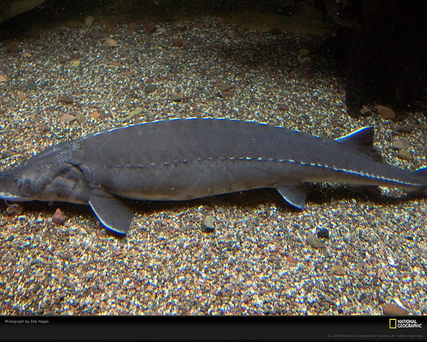 Best 53 Sturgeon on Hip Sturgeon [1280x1024] for your , Mobile & Tablet