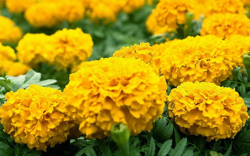 Menghormati orang tua bunga marigold 2 － Bunga Wallpaper HD