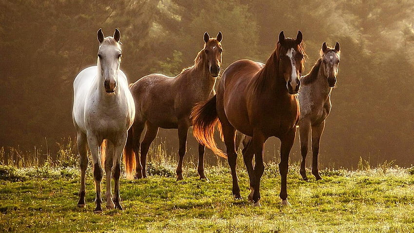 Mustang-Pferd HD-Hintergrundbild
