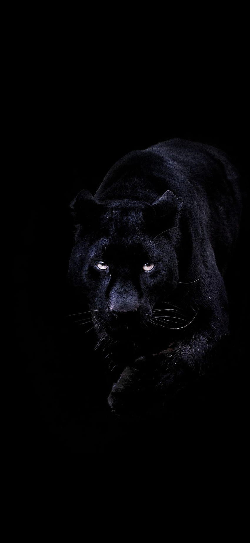balu prasad auf Dunkelschwarz im Jahr 2019, schwarzes Jaguar-Tiermobil HD-Handy-Hintergrundbild