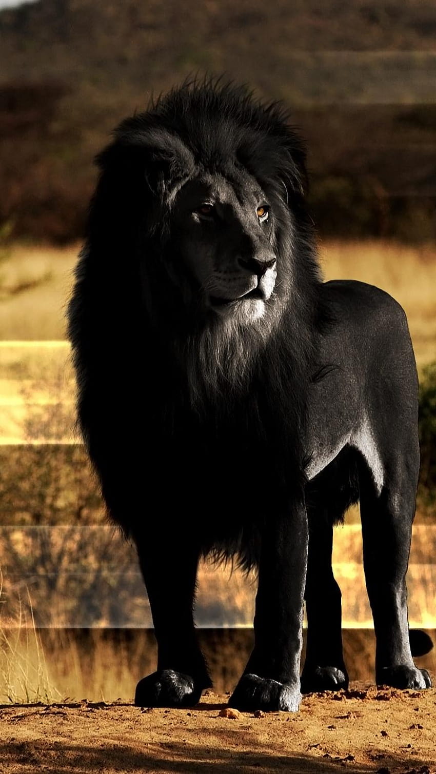 800x1420 lion, black lion, mane, rock, black lion iphone HD phone wallpaper