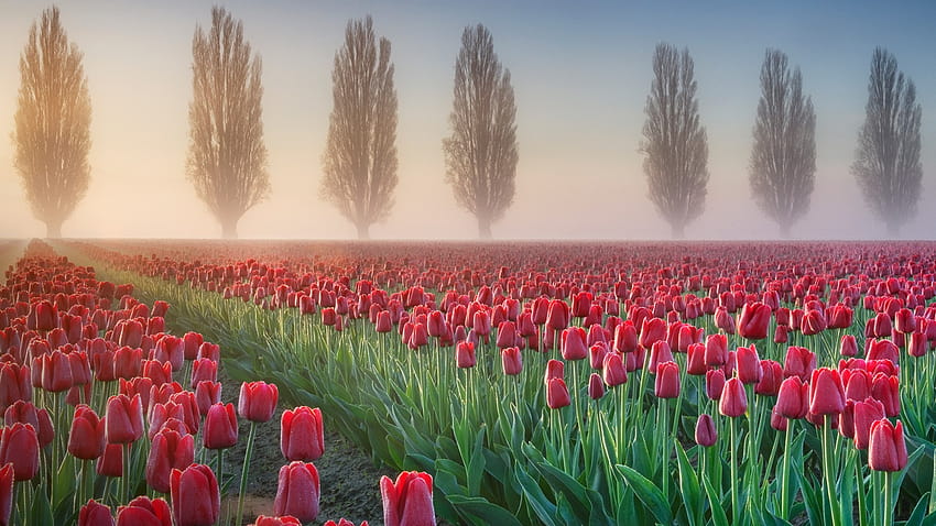 Foggy sunrise over the Skagit Valley tulip fields, Washington, USA, tulip field at dawn HD wallpaper