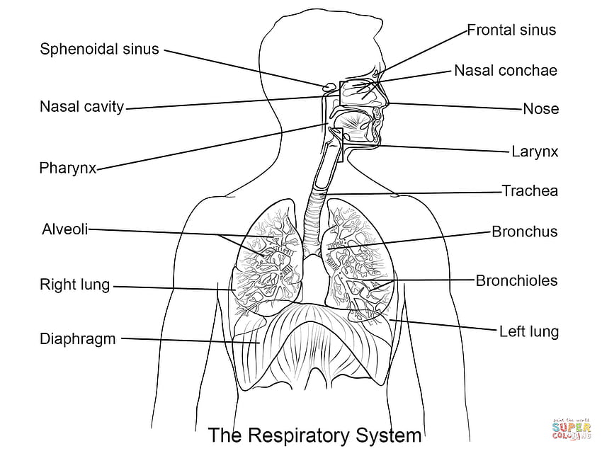 Respiratory system. Schematic drawing.1. Nostrils 2. Air inlet 3. Mouth 4.  Pharynx 5. Trachea 6. Bronchus 7. Bronchioles 8. Heart 9. Diaphragm. Drawing.  Color. - Album alb1883765