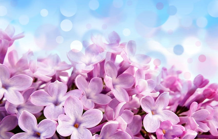flores, brilho, planos de fundo ... goodfon, violeta azul comum papel de parede HD