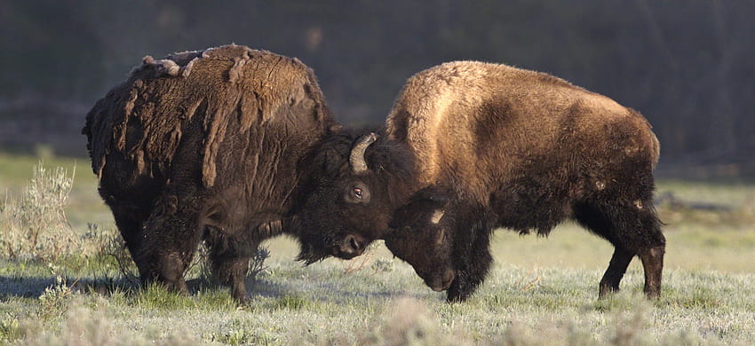 5674895 / 2573x1182 american bison, fighting bison HD wallpaper