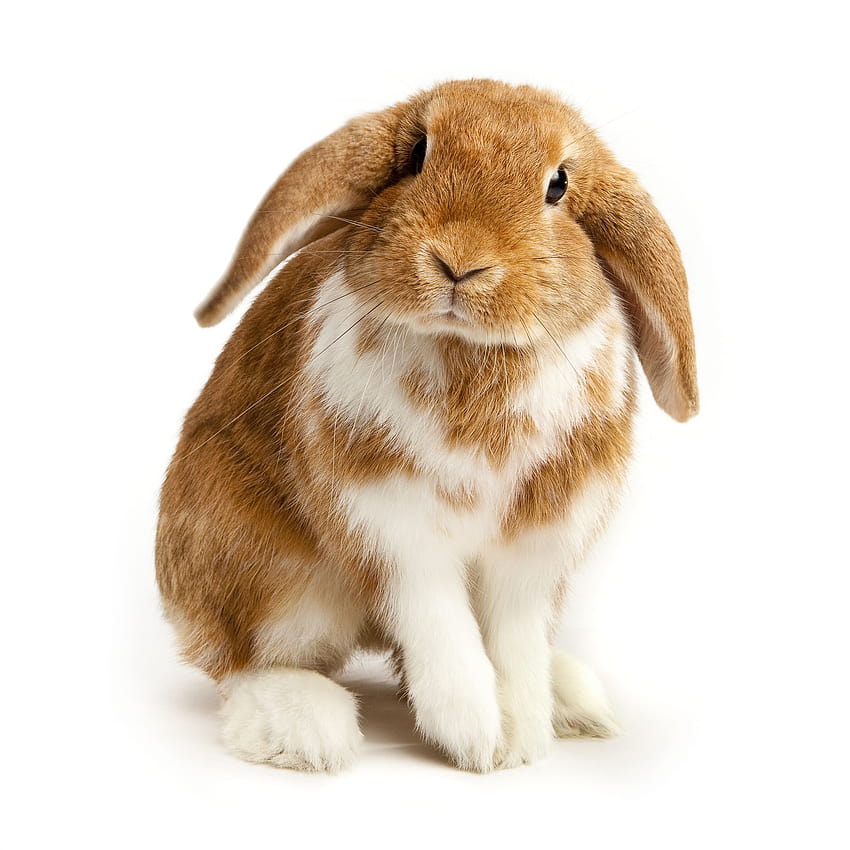 Una guida ai conigli dalle orecchie cadenti e alla loro cura, holland lop Sfondo del telefono HD