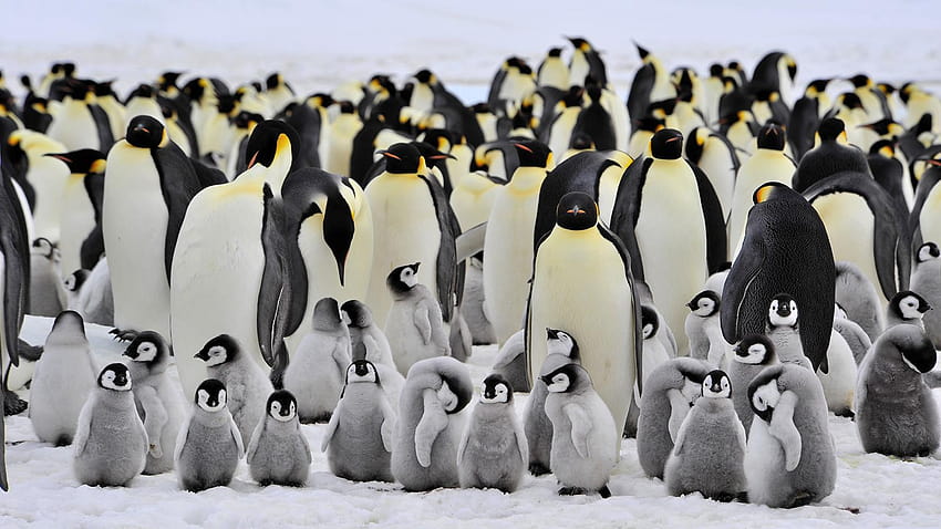 Emperor Penguin, penguins disneynature HD wallpaper