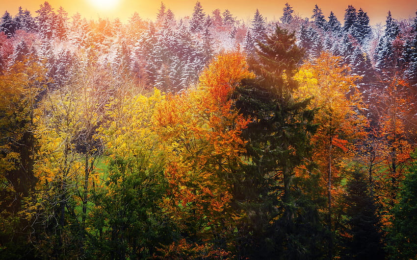 O inverno está chegando Natureza Outono Florestas, o outono está chegando papel de parede HD